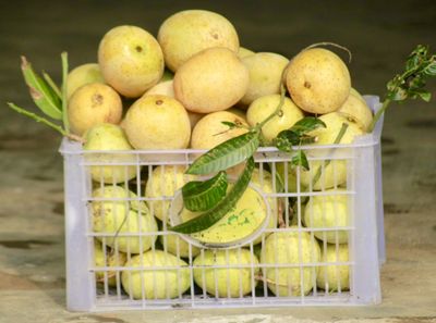 আম (গৌড়মতি)কেমিক‍্যাল মুক্ত_img_2