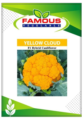 কমলা / হলুদ কালার রঙিন ফুলকপি ইয়োলো ক্লাউড । ORANGE colored cauliflower seeds YELLOW CLOUD_img_2