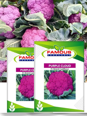 বেগুনি কালার রঙিন ফুলকপি  পার্পল ক্লাউড। Purple colored cauliflower seeds  Purple cloud