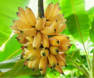 কলা_img_0