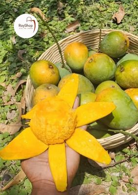২০ কেজি ||  রাজশাহীর খাঁটি হিমসাগর আম_img_3