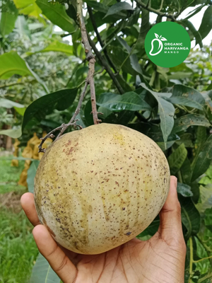 Premium Bari-4 Mango - 10 Kg Crate - Currier Pickup_img_0