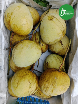 Premium Bari-4 Mango - 10 Kg Crate - Currier Pickup_img_2