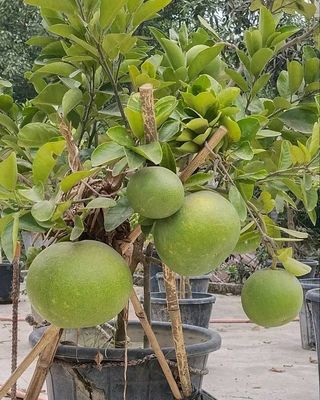 থাই জাম্বুরা/ Thai Jambura_img_0