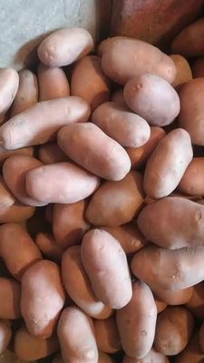 Lal Alu (Potato)_img_3