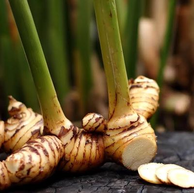 Thai Ada (Thai Ginger)_img_1