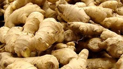 Ada China (China Ginger)_img_2