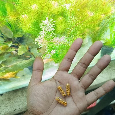 osmocote capsule (10 piece pack)_img_1