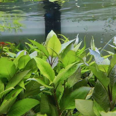 Hygrophila corymbosa 'Compact'_img_0