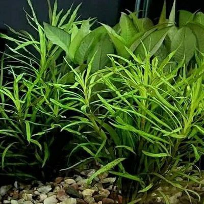 Pogostemon Stellatus "Octopus"_img_0