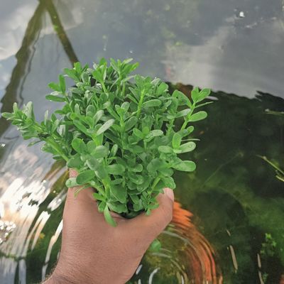 Bacopa Monnieri_img_1