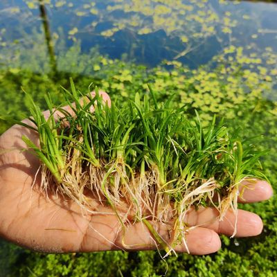 Sagittaria subulata ( carpeting grass)_img_0