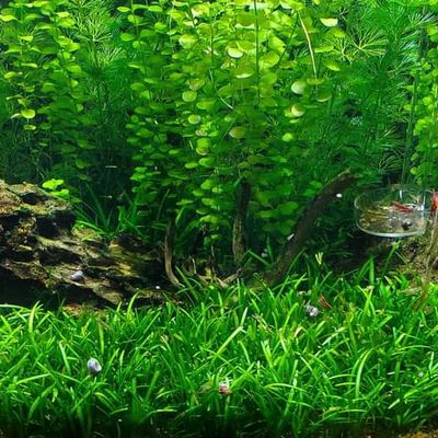 Sagittaria subulata ( carpeting grass)_img_1