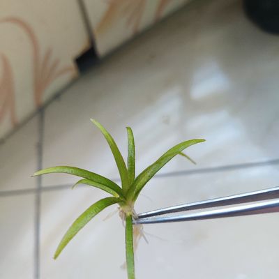 Sagittaria subulata ( carpeting grass)_img_2