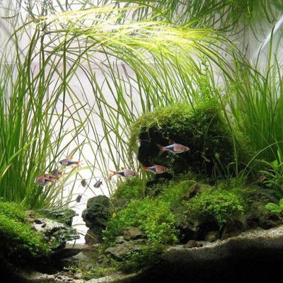 narrow leaf jungle val_img_0
