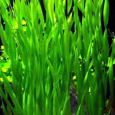 Vallisneria spiralis ( spiral val)_img_1