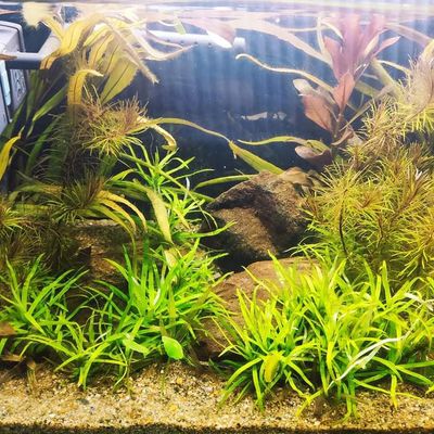 Star grass_img_0