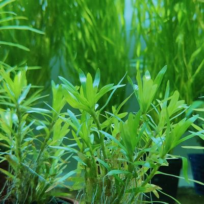 Star grass_img_1