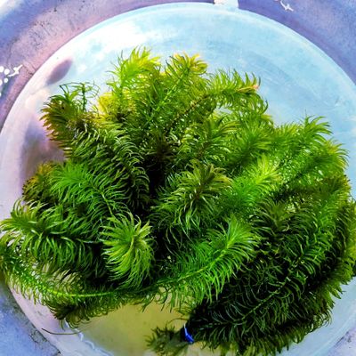 Anacharis (Elodea Densa)_img_1