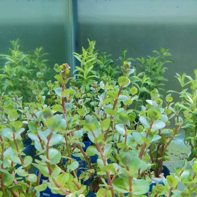 Rotala pink_img_1