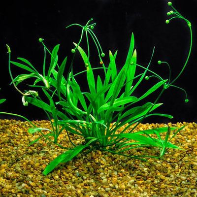 Helanthium tenellum_img_1