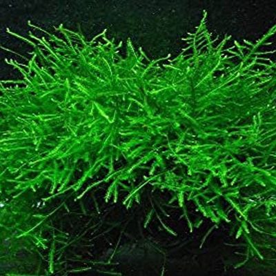 java moss_img_0