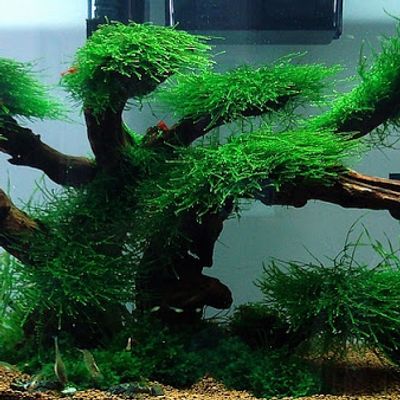 java moss_img_1