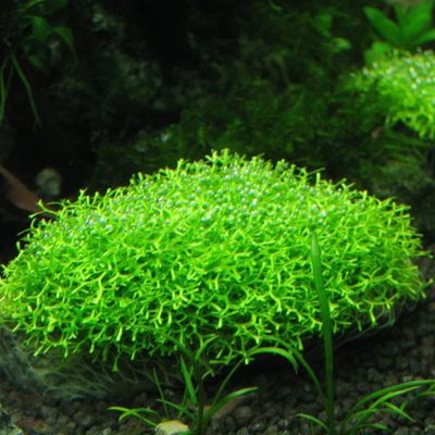 Riccia Moss_img_0