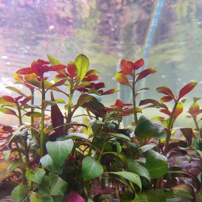 Ludwigia glandulosa diamond_img_1