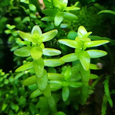 Bacopa caroliniana_img_0