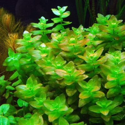 Bacopa caroliniana_img_1