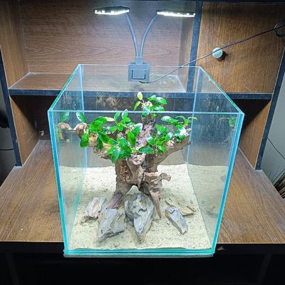 anubias planted tank ( full setup)_img_0
