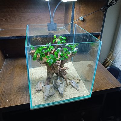 anubias planted tank ( full setup)_img_1