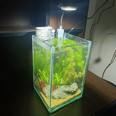 Mini desktop planted tank_img_0