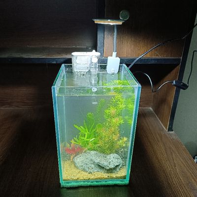 Mini desktop planted tank_img_1