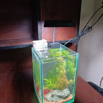 Mini desktop planted tank_img_2