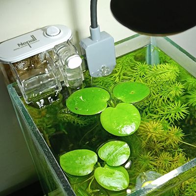 Frogbit ( floating plant)_img_0