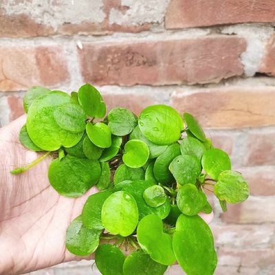 Frogbit ( floating plant)_img_1