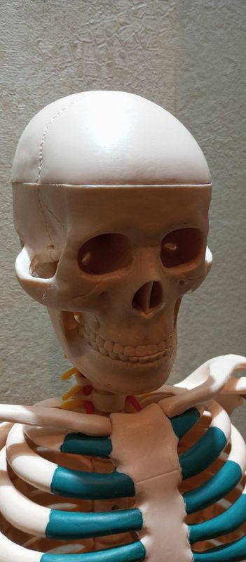 Human Skeleton 80cm