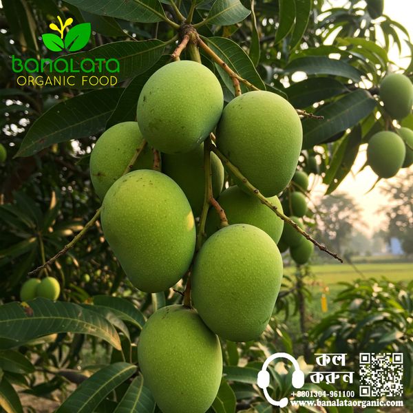 গোবিন্দভোগ আম ১২ কেজি পয়েন্ট ডেলিভারি - Image 3