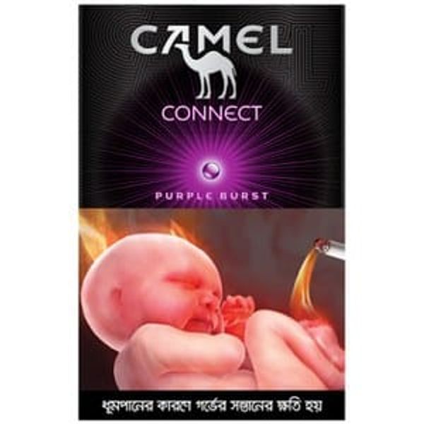 Camel Purple