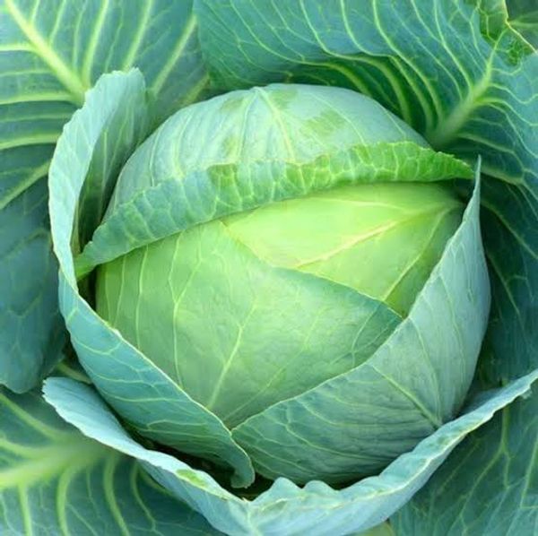 সেরা জাতের হাইব্রিড  বাঁধাকপি । F1 Hybrid Cabbage Seeds