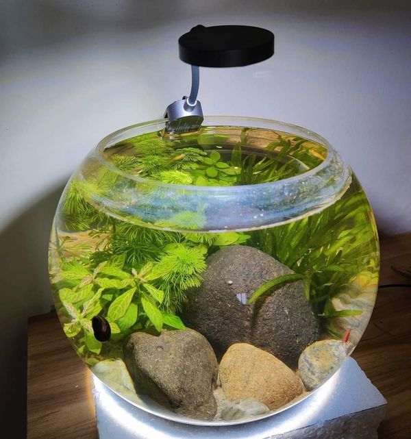 Planted cristal jar