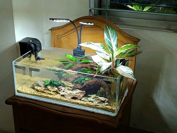 Shallow planted tank ( full cristal glass)