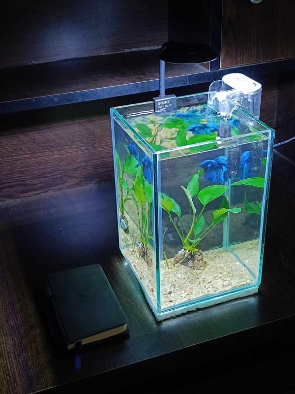 Desktop planted tank