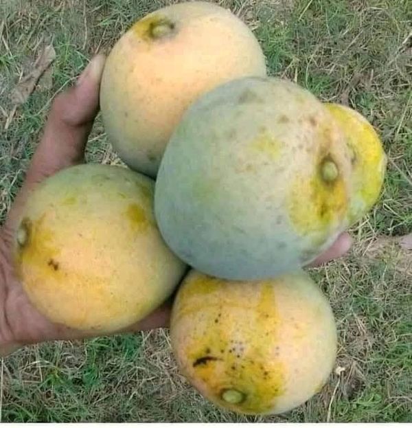 হিমসাগর আম- ১০ কেজি(প্যাকেজিং এবং ডেলিভারিসহ)
