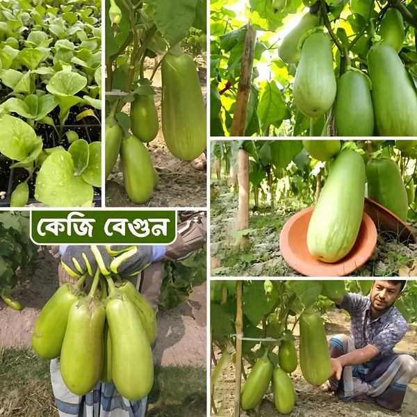কেজি বেগুন / বারি বেগুন ১২