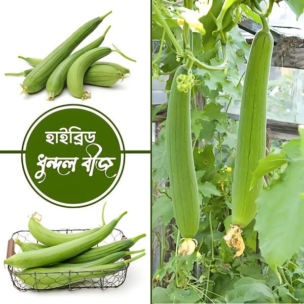 হাইব্রিড ধুন্দুল বীজ / Sponge Gourd F1 Hybrid Seeds