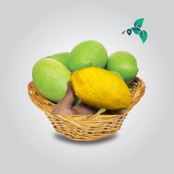 সুরমা ফজলী আম (Surma Fazlee Mango)