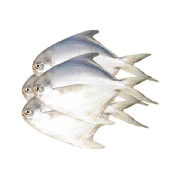 Rupchanda Fish 500gm ±25gm রূপচাঁদা মাছ ( সাদা )